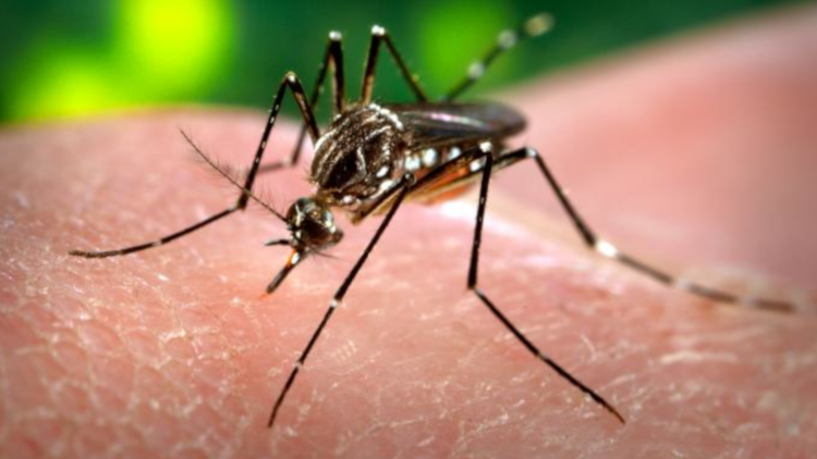 Evitemos juntos el dengue